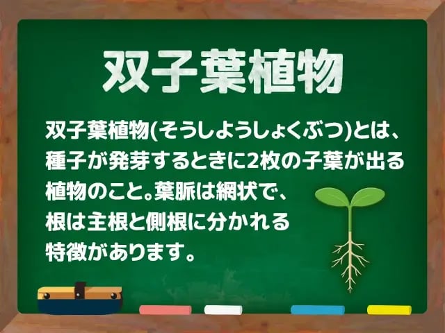 双子葉植物(そうしようしょくぶつ)