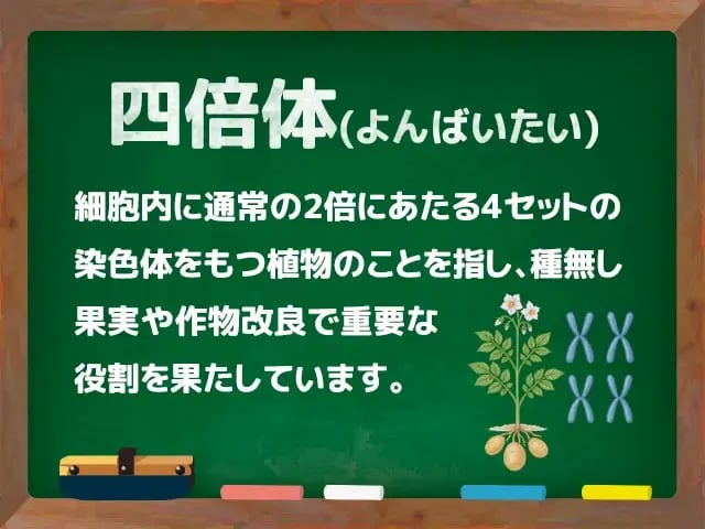 四倍体(よんばいたい)