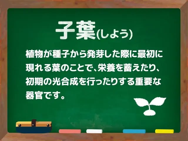 子葉(しよう)