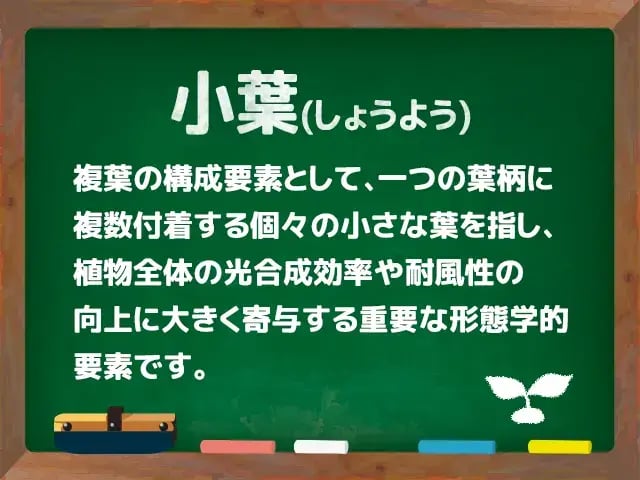 小葉(しょうよう)