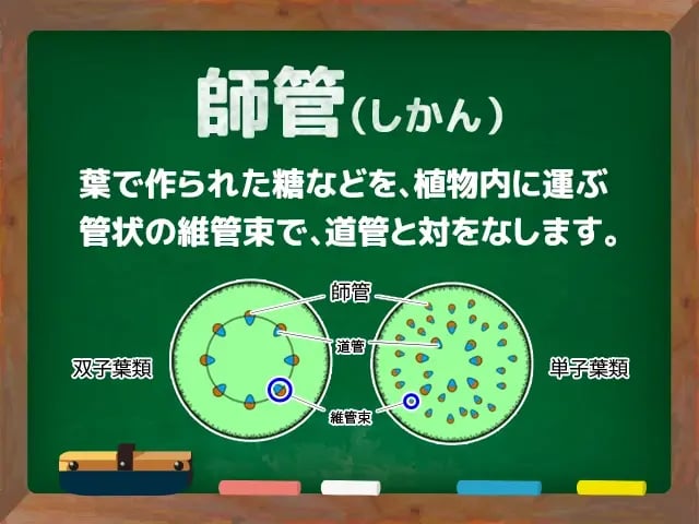 師管(しかん) | 農業資材の紹介サイト | 農材ドットコム