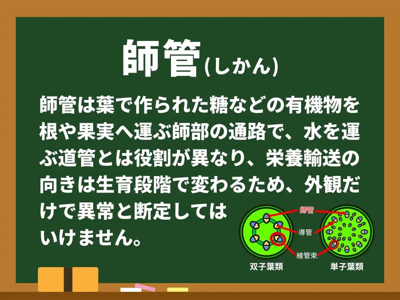 師管(しかん)