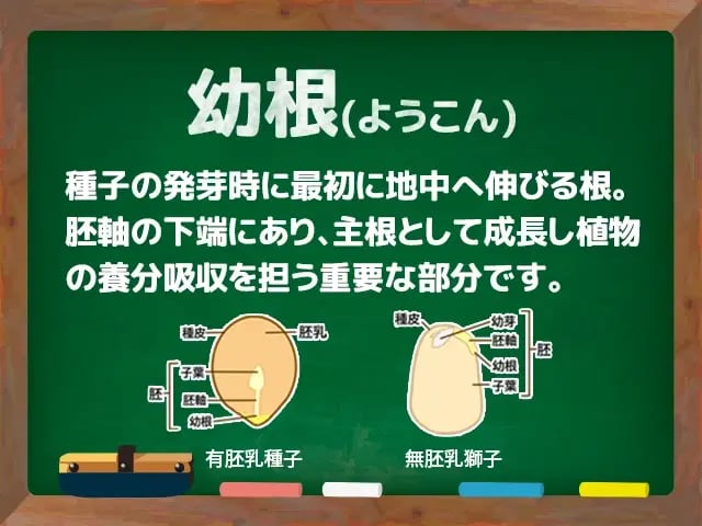 幼根(ようこん)