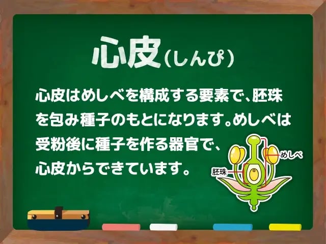 心皮(しんぴ)