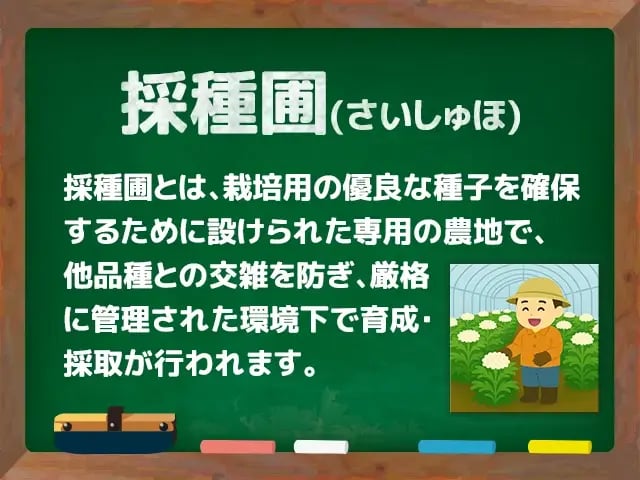 採種圃(さいしゅほ)