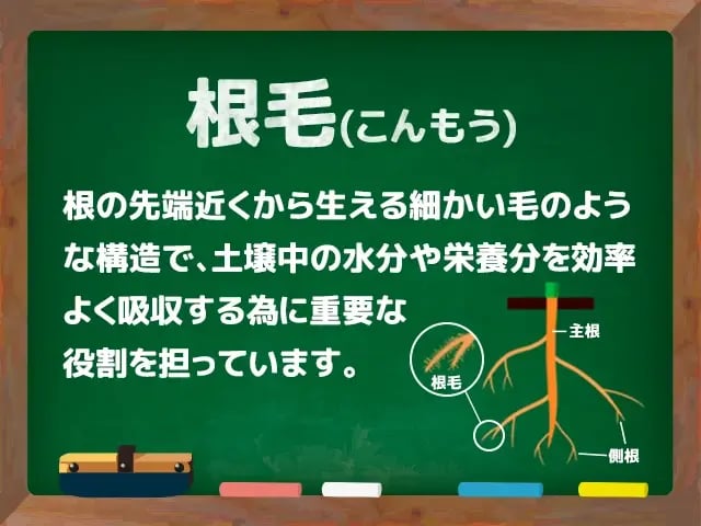 根毛(こんもう)