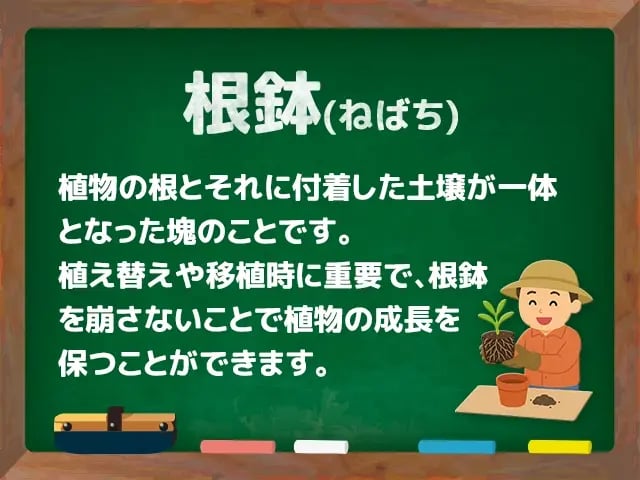 根鉢(ねばち)
