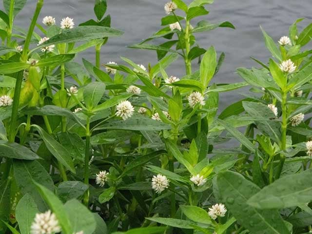 河川で繁茂するナガエツルノゲイトウ