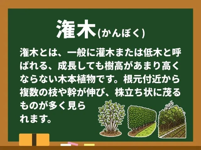 潅木(かんぼく)