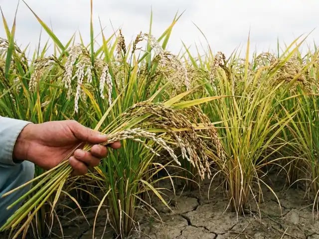 登熟不良の稲