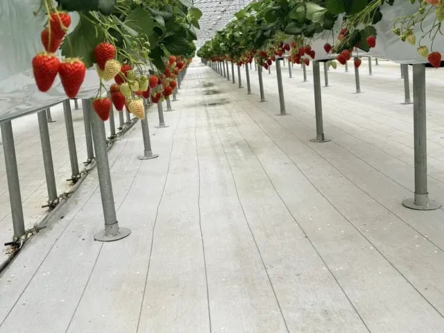 いちご高設栽培で使用されている白色防草シート（樹脂織物タイプ）