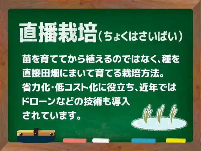 直播栽培(ちょくはさいばい)