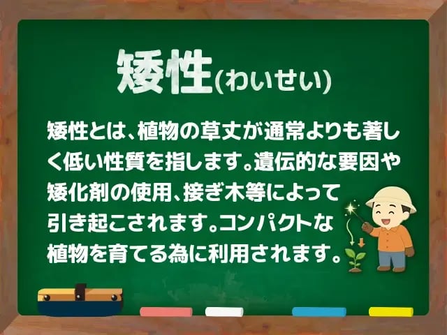 矮性(わいせい)