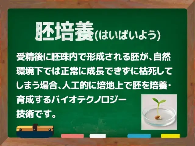 胚培養(はいばいよう)