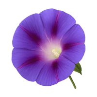 花冠の構造 合弁花冠(ごうべんかかん) アサガオ