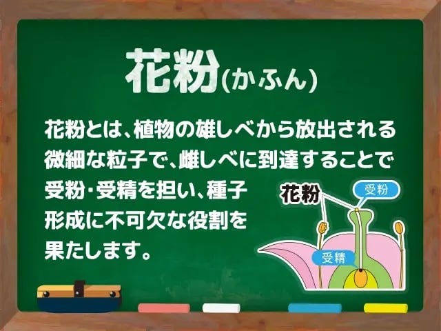 花粉(かふん)