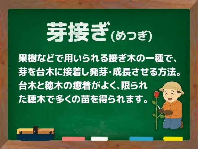 芽接ぎ(めつぎ)