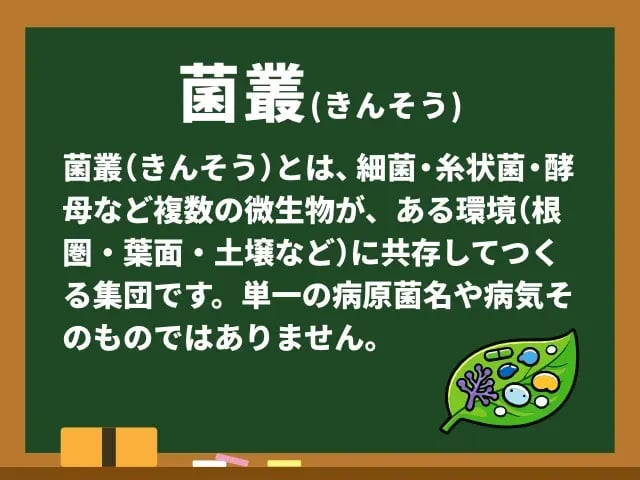 菌叢(きんそう)