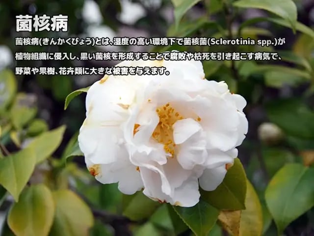 菌核病(きんかくびょう)