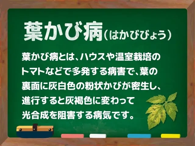 葉かび病(はかびびょう)