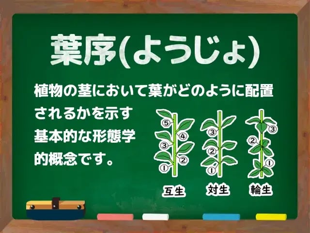葉序(ようじょ)