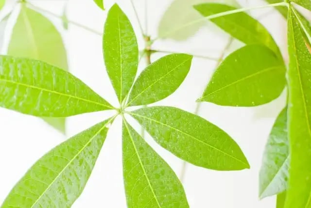 葉脈（パキラの葉）