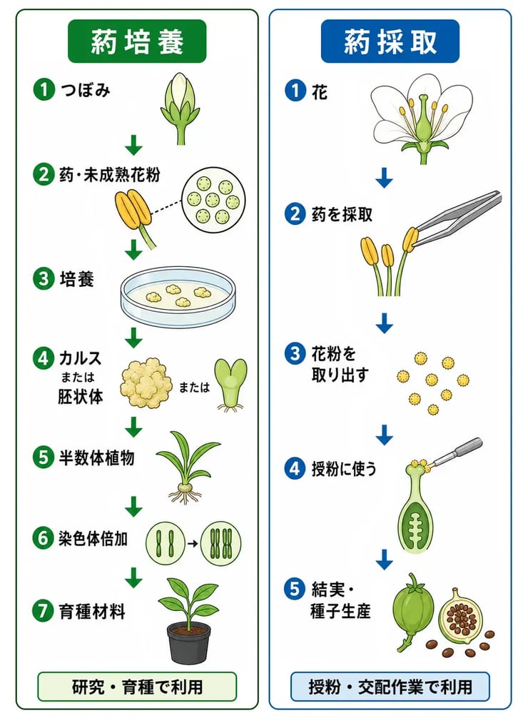 葯培養と葯採取の違い