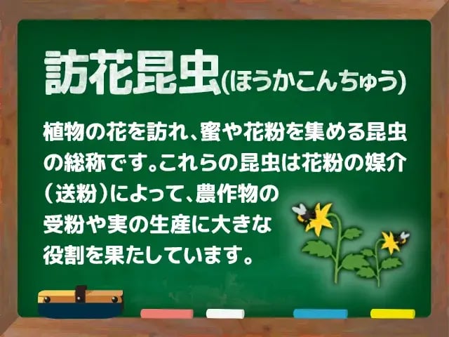 訪花昆虫(ほうかこんちゅう)