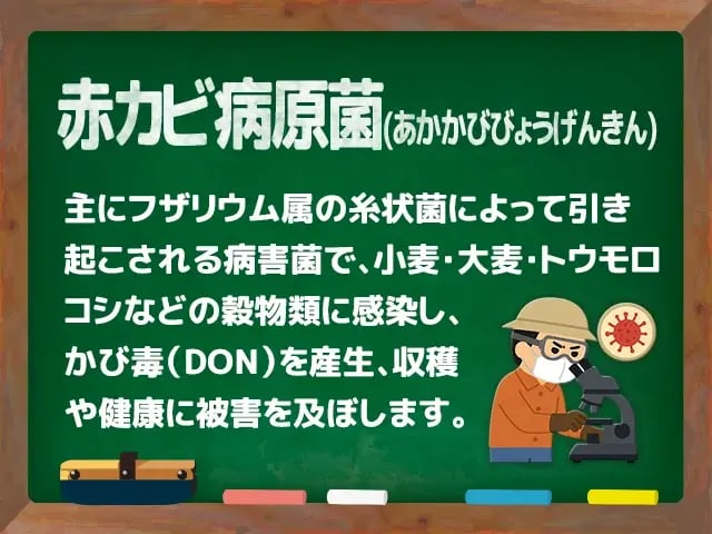 赤カビ病原菌(あかかびびょうげんきん)
