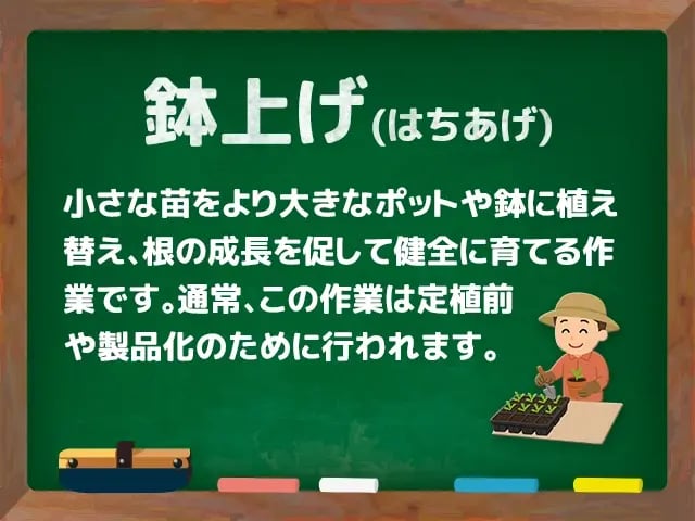 鉢上げ(はちあげ)