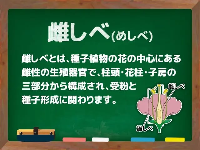 雌しべ(めしべ)