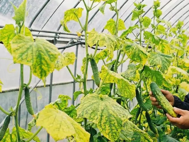 BPYVウイルスによるキュウリの黄化