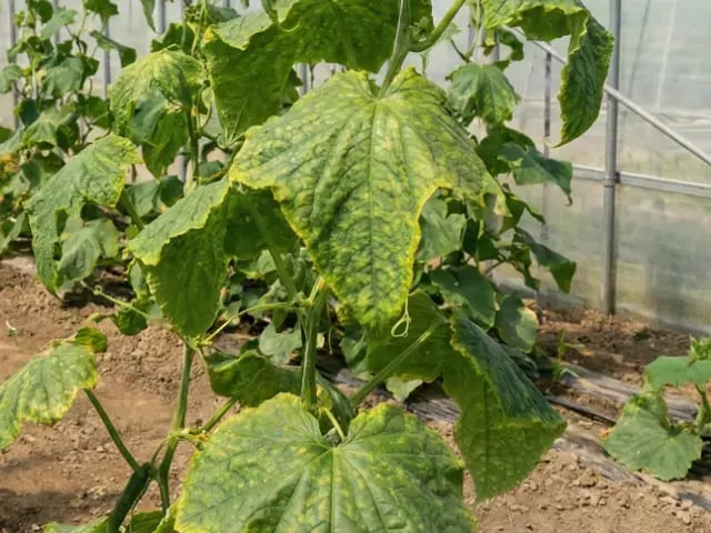 CCYVに感染したキュウリの葉