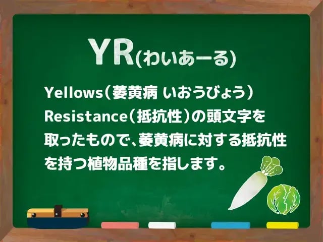 YR(わいあーる)