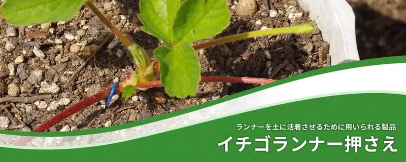 イチゴランナー押さえ