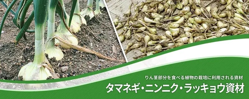タマネギ・ニンニク・ラッキョウ用資材