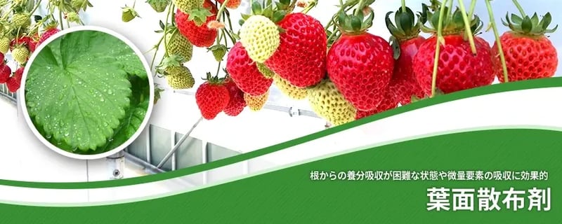 葉面散布剤