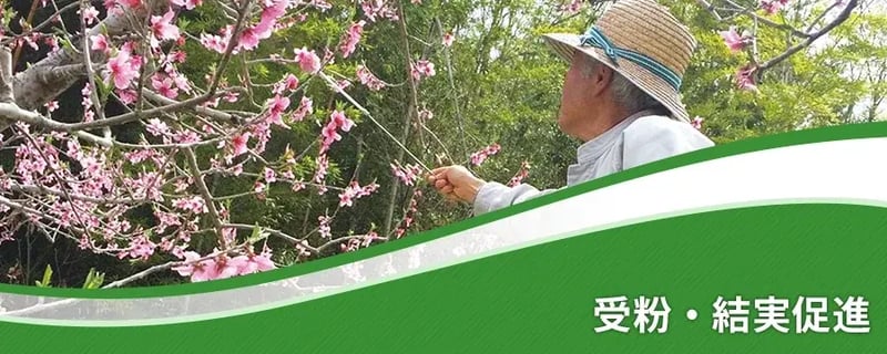 受粉・結実促進