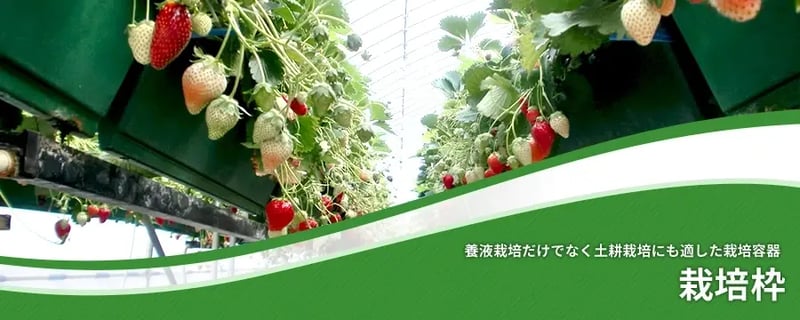 栽培枠