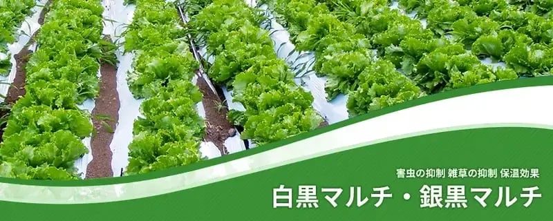 白黒マルチ・銀黒マルチ