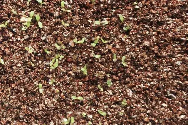 バーミキュライトとレタスの芽 