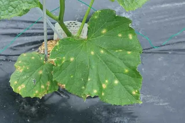 キュウリのべと病