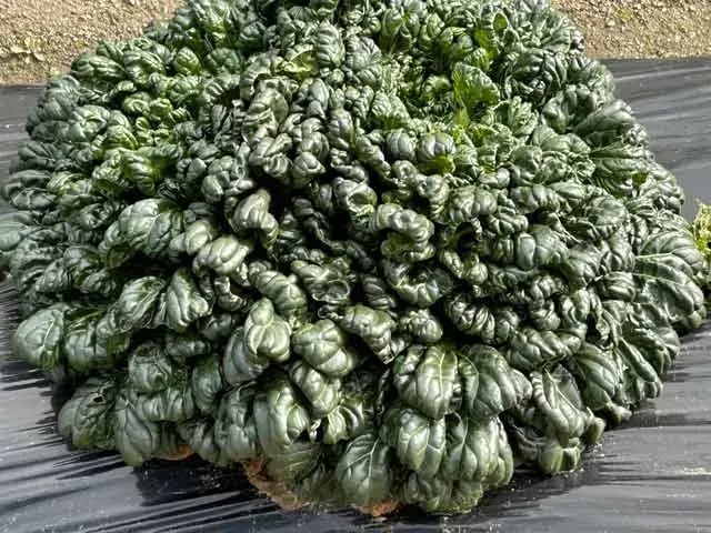 ロゼット葉のターサイ