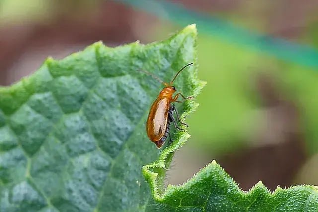 キュウリの葉をたべるウリハムシ