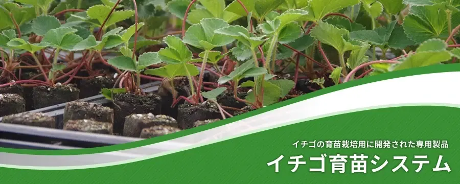 イチゴ育苗システム