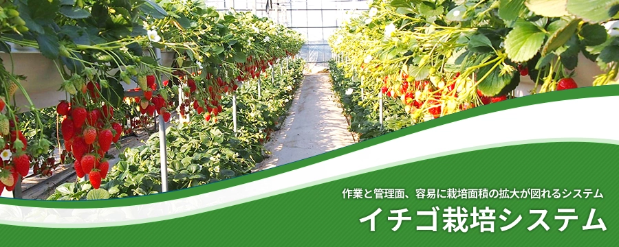イチゴ栽培システム