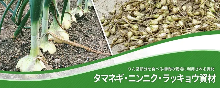 タマネギ・ニンニク・ラッキョウ用資材