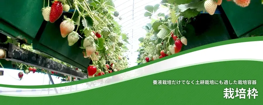 栽培枠