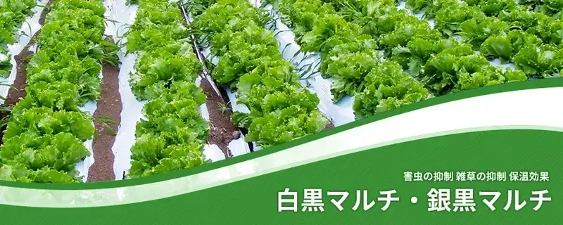 白黒マルチ・銀黒マルチ