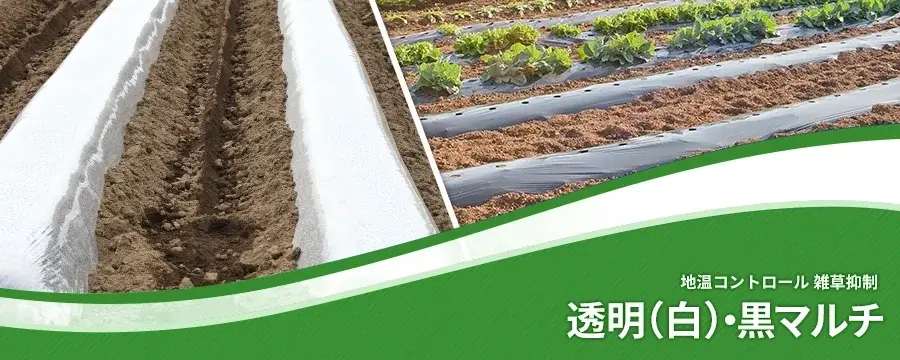 透明・黒マルチ